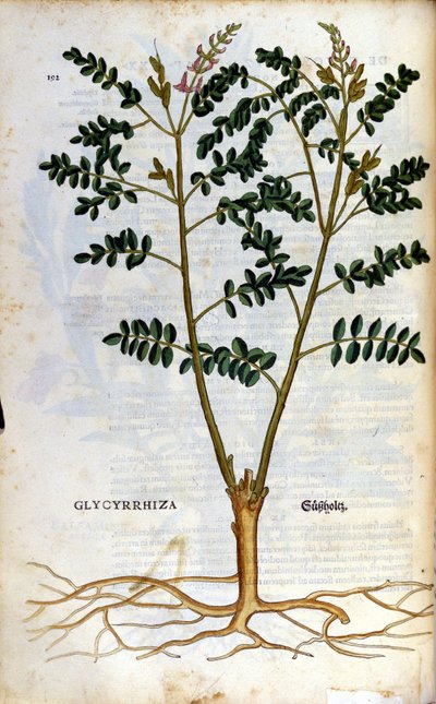 Lakritsen. Gravyr - i "" Kreutterbuch Dess högt lärde och välkände Mr. D. Petri Andreae Matthioli"" av Pietro Andrea Mattioli (Matthiole) (1500-1577). Frankfurt av Pietro Andrea Mattioli