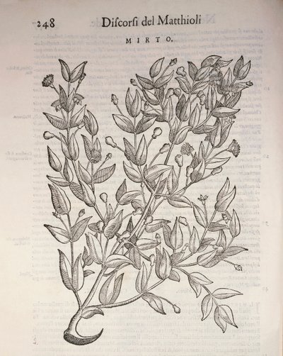 True Myrtle (Myrtus communis), gravyr av Pier Andrea Mattioli av Pietro Andrea Mattioli