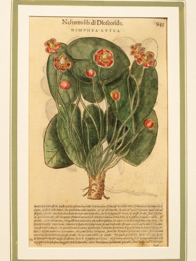 Gul näckros (Nymphaea lutea), färgad gravyr av Pietro Andrea Mattioli