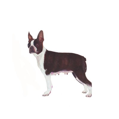 Boston Terrier, 2011 (akvarell  gouache på papper) av Polly Horner