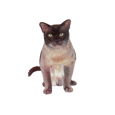 Burmese Chocolate-Champagne, 2014 (akvarell  gouache på papper) av Polly Horner