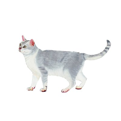 Burmilla, 2014 (akvarell  gouache på papper) av Polly Horner