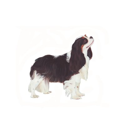 Cavalier King Charles Spaniel, 2011 (akvarell  gouache på papper) av Polly Horner