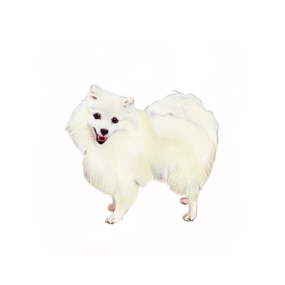 Japanese Spitz, 2011 (akvarell  gouache på papper) av Polly Horner