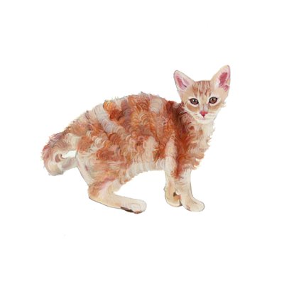 Laperm, 2014 (akvarell  gouache på papper) av Polly Horner