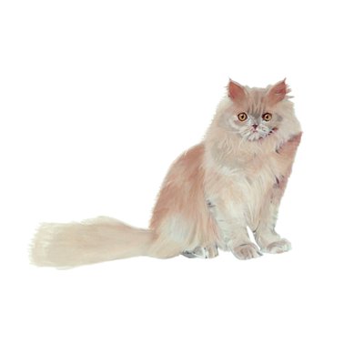 Persian Lilac, 2014 (akvarell  gouache på papper) av Polly Horner