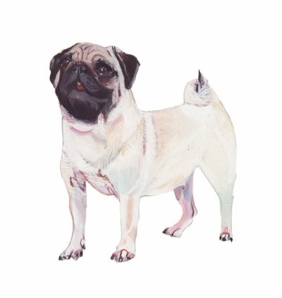 Pug, 2011 (akvarell  gouache på papper) av Polly Horner