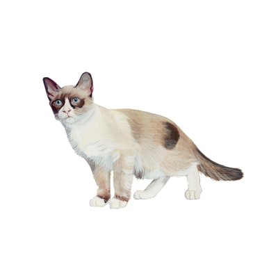 Snowshoe, 2014 (akvarell  gouache på papper) av Polly Horner