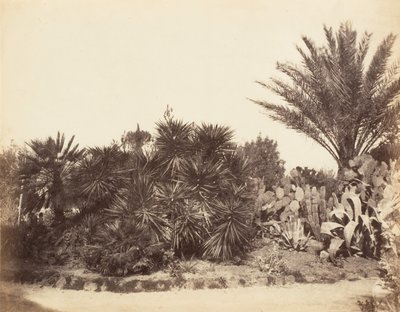 Pincian Garden, Rom, 1853-56. av Possibly by Jane Martha St. John.