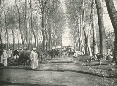 Arabisk mässa och marknad, Boufarik, Algeriet, 1895. av Poulton and Co