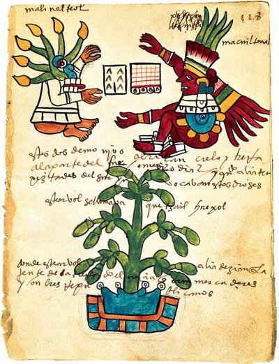 Kakaoträd från Codex Tudela, 1553 av Pre Columbian art