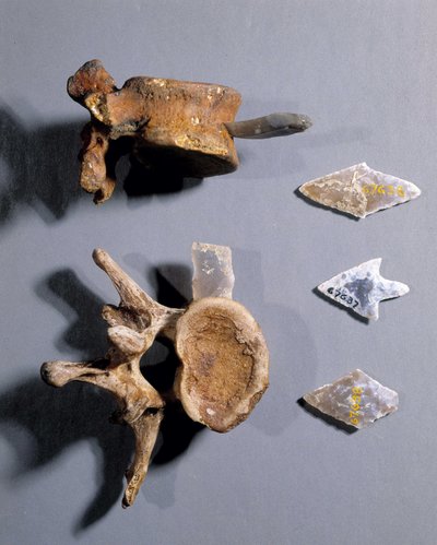 Flinta med förhistoriskt ben i, Museum of National Antiquities. av Prehistoric Prehistoric