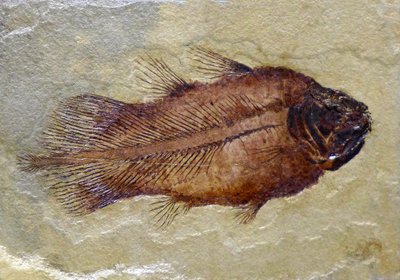 Kolcoelacantens fossila fotavtryck (objekt) av Prehistoric Prehistoric