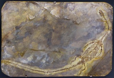Hyphalosaurus lingyuanensis fossil (artikel) av Prehistoric Prehistoric