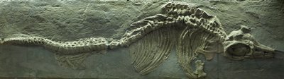 Ichthyosauriefossil, perioden Jura (Lias) av Prehistoric Prehistoric