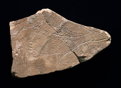Petroglyph som representerar ett rådjur, Parpallo Cave, Spanien. Övre paleolitikum, Solutreen (gravyr) av Prehistoric Prehistoric