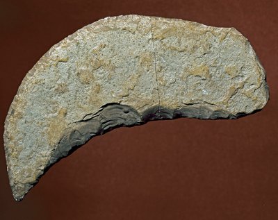 Prehistoire: verktyg av typen chopper av litisk tillverkning av Kjokkenmoddinger, danmark. Paleolitisk. Verone, Museo Civico di Storia Naturale, Italien av Prehistoric Prehistoric