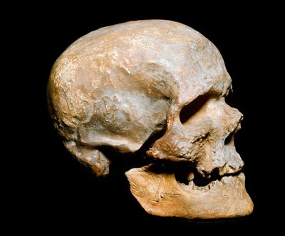 Förhistoria: Cro-magnon-människans fossila trana (eller Cro magnon eller Cromagnon), Homo sapiens. Anor från Solutrean, övre paleolitikum. Museo Civico di Storia Naturale, Milano - Förhistoria: fossil Cro-Magnon-skalle, Homo sapiens. Från Solutrean övre pa av Prehistoric Prehistoric
