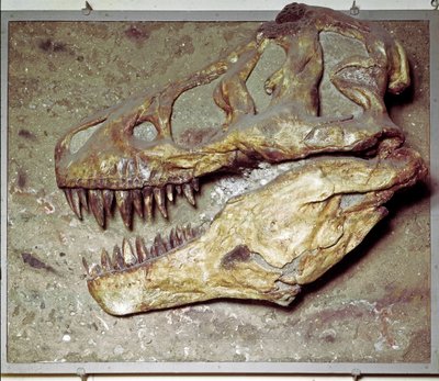 Förhistoria: Dinosaurieskalle Tyrannosaurus rex (T Rex eller tyrannosaurie). Kritaperioden. Museo civico di Storia Nature, Milano av Prehistoric Prehistoric