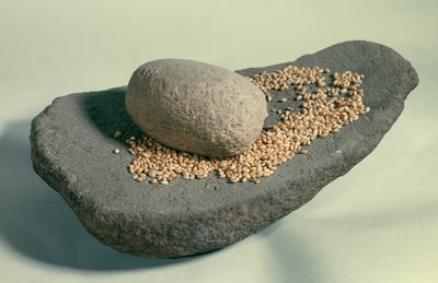 Förhistoria: Vilande hjul med korn (neolitikum). Frankrike. Saint Germain En Laye, Antikvitetsmuseet. av Prehistoric Prehistoric