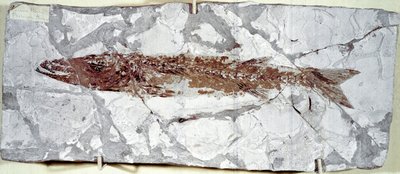 Förhistoria: fiskfossil Sphyraena Bolcensis från platsen för berget Bolca (Italien). Eocen period. Civic Museum of Natural History, Milano av Prehistoric Prehistoric