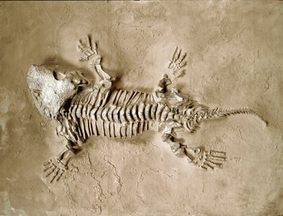 Förhistoria: fossiler av Seymouria Biolorensis amfibie reptil från Texas i USA. Permperiod. Civic Museum of Natural History, Milano av Prehistoric Prehistoric