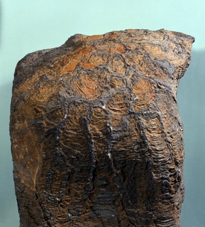Förhistoria: fossil av stromatolit (eller stromatolit), marin sten, arkeozoikum. hittat i Mauretanien. av Prehistoric Prehistoric