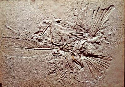 Förhistoria: fossil av fågeln Archeopteryx (archeopteryx) Lithographica från platsen för Solnhofen (Tyskland). Överlägsen jura. Museo civico di Storia Nature, Milano av Prehistoric Prehistoric