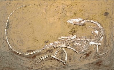 Förhistoria: fossil av dinosaurien Coelophysis. Period av övre trias. Museo civico di Storia Nature, Milano av Prehistoric Prehistoric