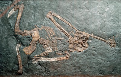 Förhistoria: fossil av den stora primaten Oreopitheque (Oreopithecus bambolii) från berget Bamboli (Grosseto). Miocen era. Civic Museum of Natural History, Milano av Prehistoric Prehistoric
