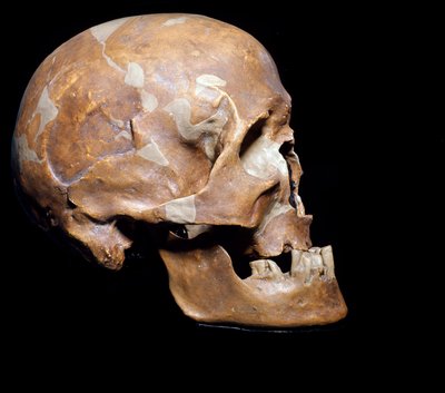 Förhistoria: fossil skalle av Homo sapiens (Man of Cro-magnon eller Cro magnon eller Cromagnon) från Chancelade (Dordogne). Magdalenas kultur, övre paleolitikum. 15 000 f.Kr. Civic Museum of Natural History, Milano - Förhistoria: fossil Homo sapiens Cro-Ma av Prehistoric Prehistoric