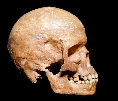 Förhistoria: fossil skalle av Homo sapiens från Grimaldi. Aurignacians kultur, övre paleolitikum. Museo Civico di Storia Naturale, Milano - Förhistoria: fossil Homo sapiens-skalle från Grimaldi, Ventimiglia (Italien). Aurignacian kultur, övre paleolitikum av Prehistoric Prehistoric