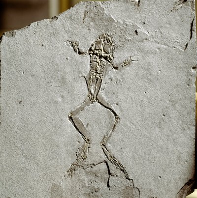 Förhistoria: grodafossil från platsen Pueyoi da Tervel i Spanien. Miocen era. Civic Museum of Natural History, Milano av Prehistoric Prehistoric