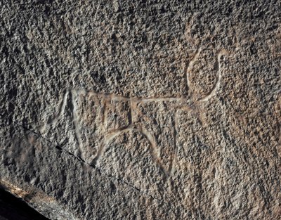 Förhistoria, klippkonst: en allvarlig klippa av representation av en boskap. Tazina stil. Stenåldern 5000-2000 f.Kr. Taghit, Haut plateau du Hoggar (Ahaggar), Algeriet av Prehistoric Prehistoric