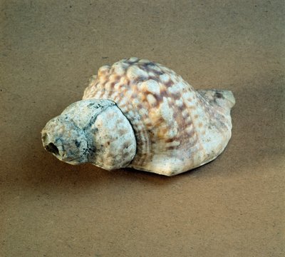 Förhistoria: skal av Triton nodifer genomborrat, används som en visselpipa från Necropole of Arene Candide (Finale Liguria), Liguria. Mellanneolitikum, stenålder. Gener, museo di archeologia ligure av Prehistoric Prehistoric