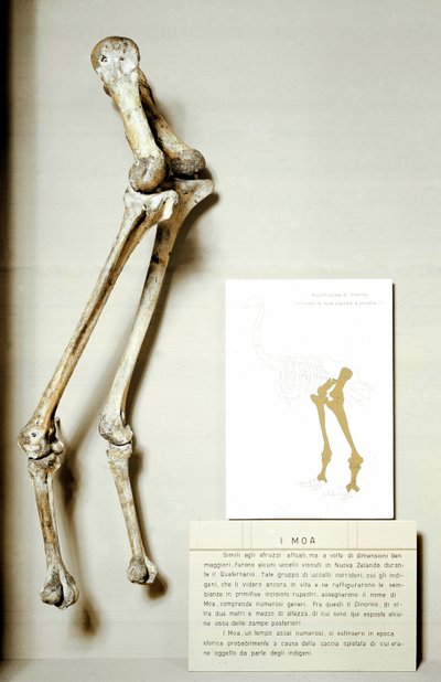 Förhistoria: benskelett av Moa Dinornis, gigantiska fossila fåglar från Nya Zeeland som inte flyger. Kritaperioden. Museo civico di Storia Nature, Milano av Prehistoric Prehistoric