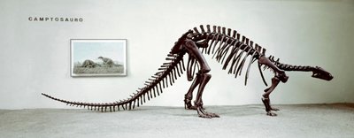 Förhistoria: skelett av camptosaurus-dinosaurien (Camptosaurus Brown). Period av den högre jura. Museo civico di Storia Nature, Milano av Prehistoric Prehistoric