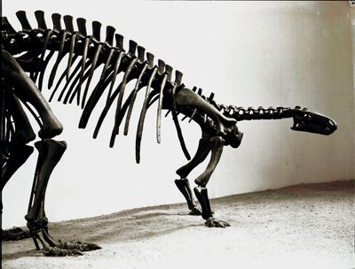 Förhistoria: skelett av camptosaurus-dinosaurien (Camptosaurus Brown). Period av den högre jura. Museo civico di Storia Nature, Milano av Prehistoric Prehistoric