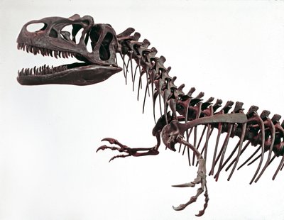 Förhistoria: skelett av dinosaurien Allosaurus fragilis. Period av övre jura. Civic Museum of Natural History, Milano av Prehistoric Prehistoric