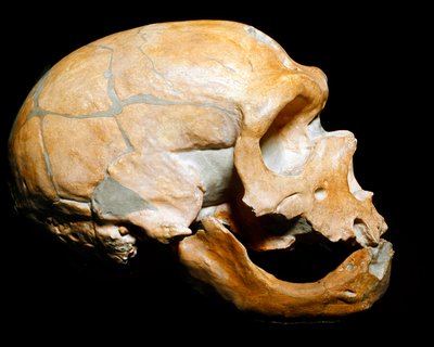 Förhistoria: skallen från kapellmannen till de heliga, neandertalmannen (neandertalaren eller neandertalaren: Homo sapiens), paleolitikum. Återförenades i Correze 1908. Museum Civico di Storia Naturale, Milano - Förhistoria: Människoskalle från la av Prehistoric Prehistoric