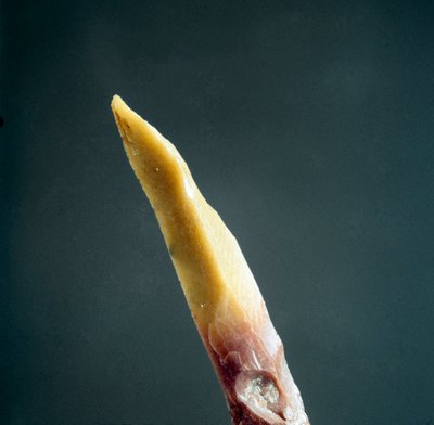 Förhistoria: spets av flinta från Necropole of Arene Candide (Finale Liguria), Liguria. Övre paleolitikum, stenålder. Genes, liguriskt arkeologiskt museum av Prehistoric Prehistoric