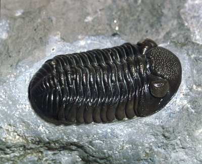 Förhistoria: trilobit Phacops Rana fossil (leddjur). Paleozoikums tid, devontiden. Hitta i Ohio, USA av Prehistoric Prehistoric