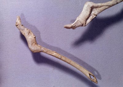 Förhistoria: två propeller sa "" till den hoppande hästen"" gjorda i renträ. Period av Mellanmagdalena. Saint Germain en Laye, Museum of National Archaeology av Prehistoric Prehistoric