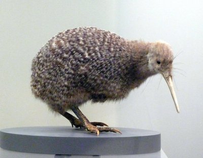 Prov fågelfylld kiwi (apterygides), oförmögen att flyga. Auckland Museum, Nya Zeeland av Prehistoric Prehistoric