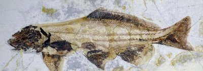 Störens fossila fotavtryck, nedre krita (objekt) av Prehistoric Prehistoric