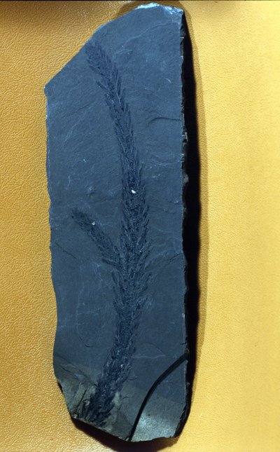 förhistoria: Glyptolepsis keuperiana, fossilt barrträd från övre triasperioden, mesozoikum. av Prehistoric Prehistoric