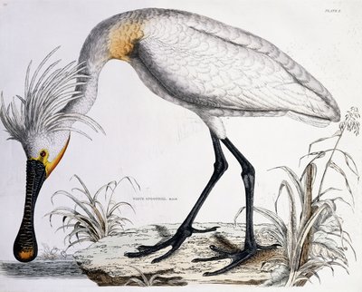 Vit skednäbb, 1834 av Prideaux John Selby