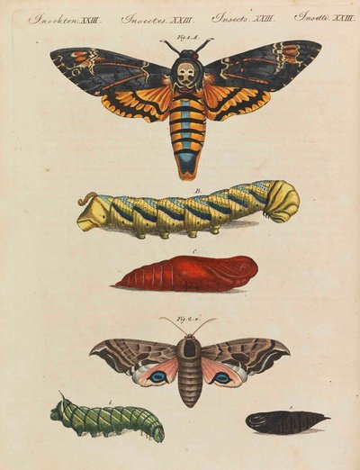 Barnens bilderbok Barnens uppslagsverk av Friedrich Johann Justin Bertuch, 1798-1830. av Pupils of the Weimar Princely Free