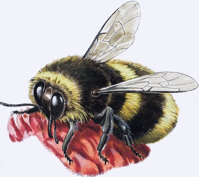 Honey Bee (gouache på papper) av R.B. Davis