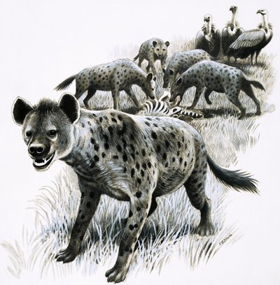 Hyenor äter av ett zebrakadaver med gamar som tittar på av R.B. Davis